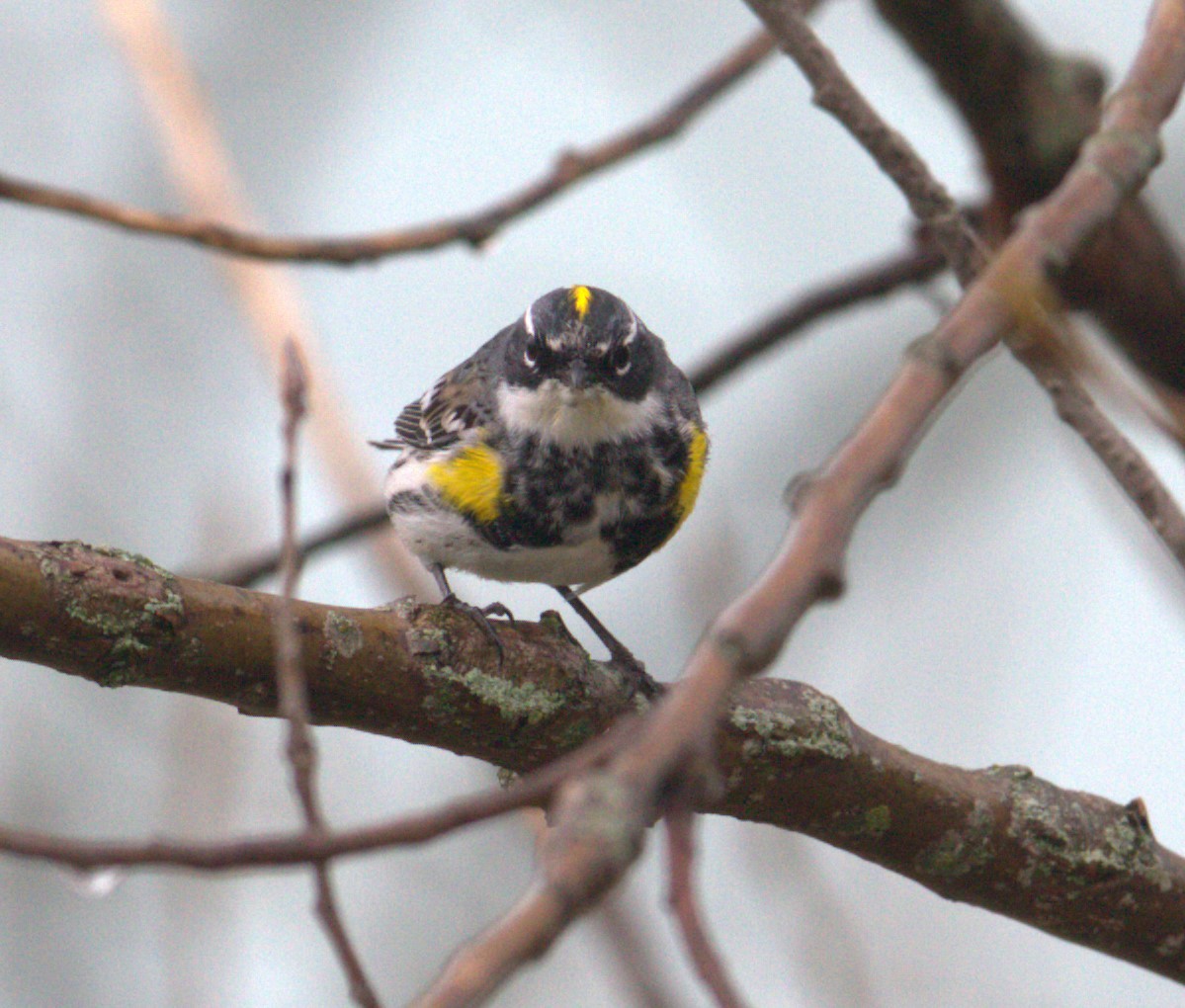 Yellow-rumped Warbler - ML618038813