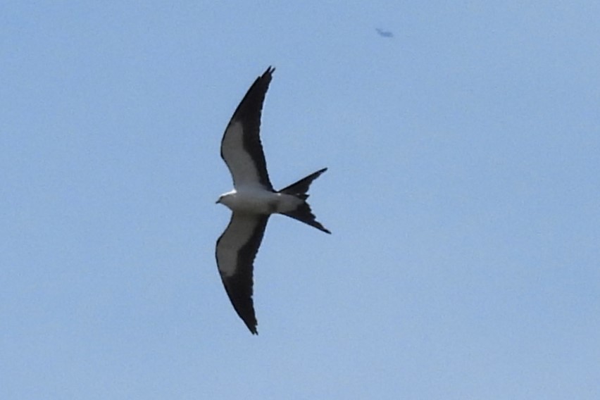 Swallow-tailed Kite - ML618038857