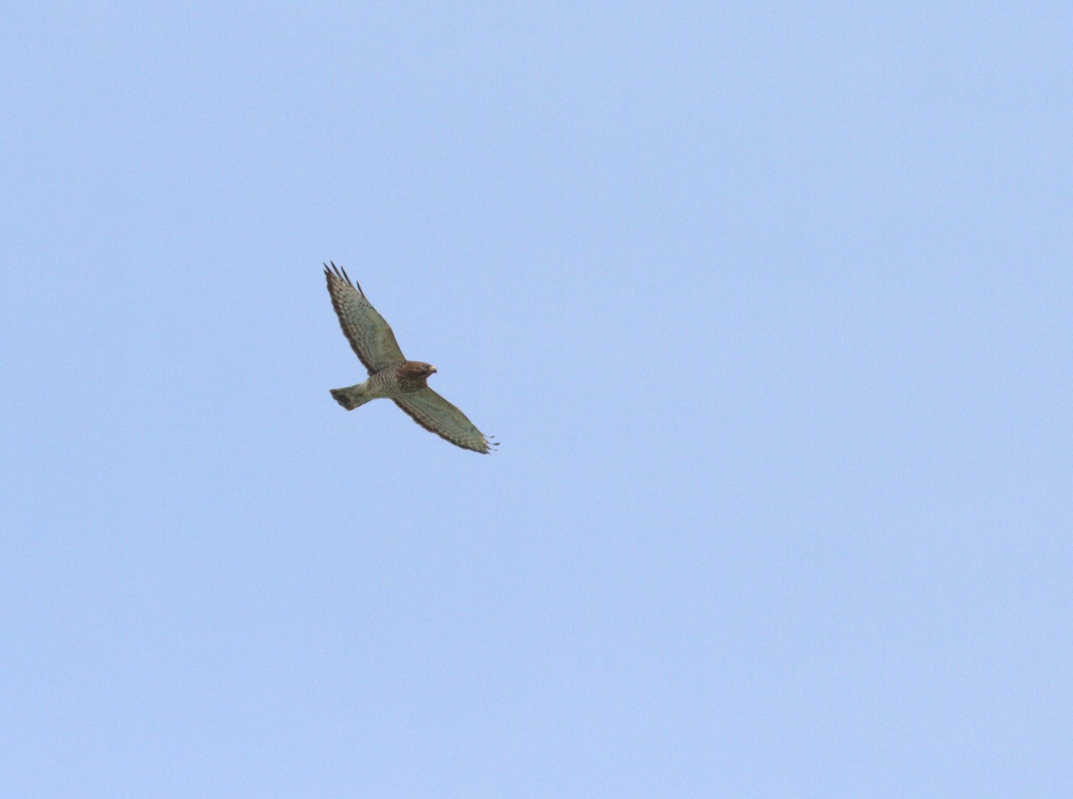 Broad-winged Hawk - ML618038868