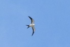 Swallow-tailed Kite - ML618038870
