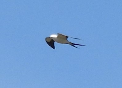 Swallow-tailed Kite - ML618038887