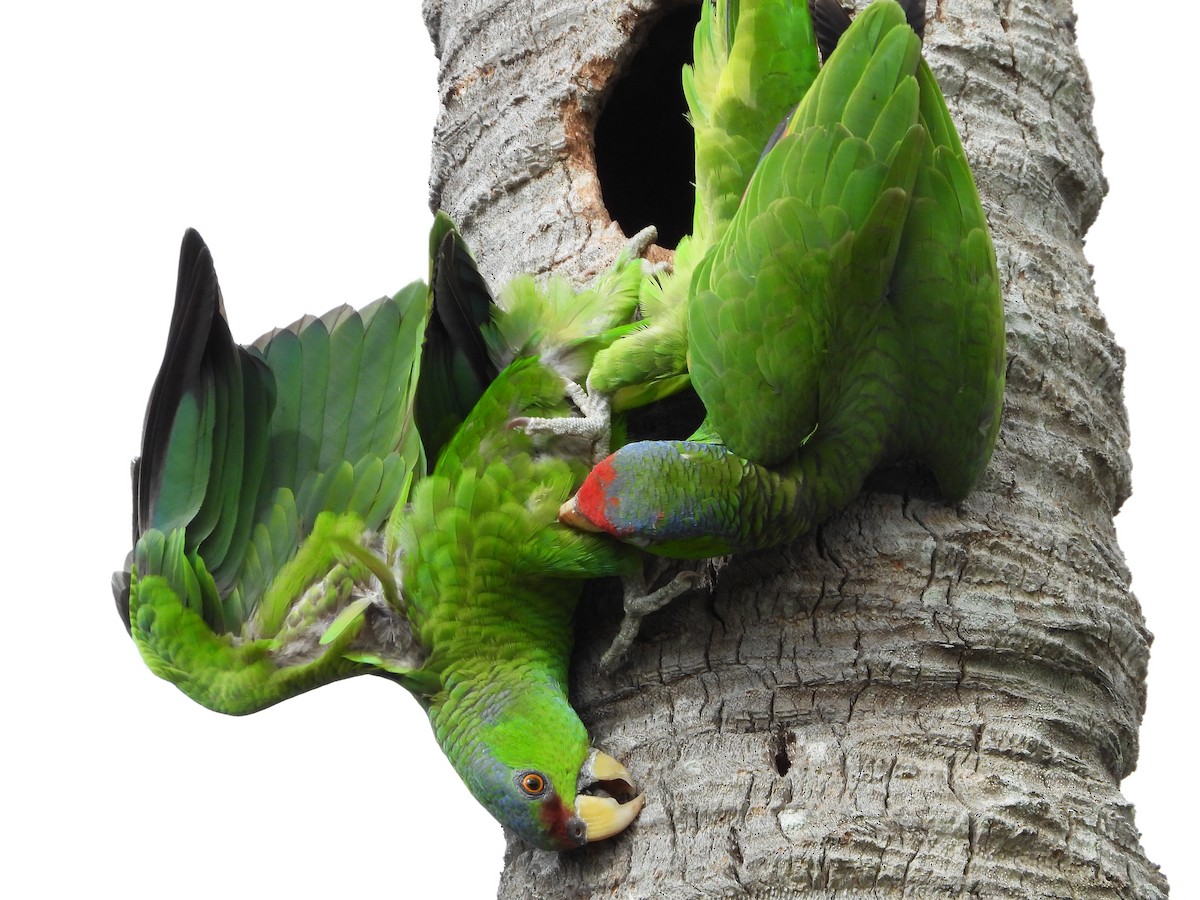 Lilac-crowned Parrot - ML618038899