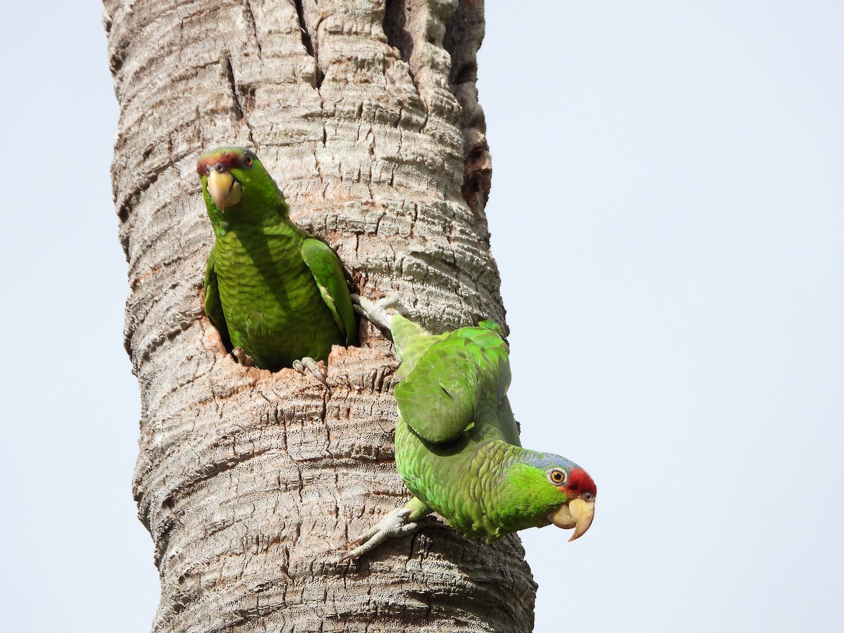 Lilac-crowned Parrot - ML618038901