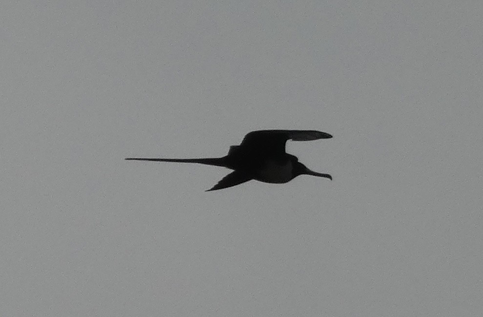 Magnificent Frigatebird - ML618038991