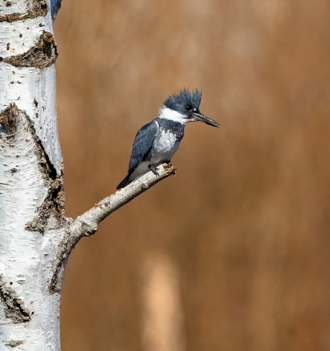 Belted Kingfisher - Julie Paquette