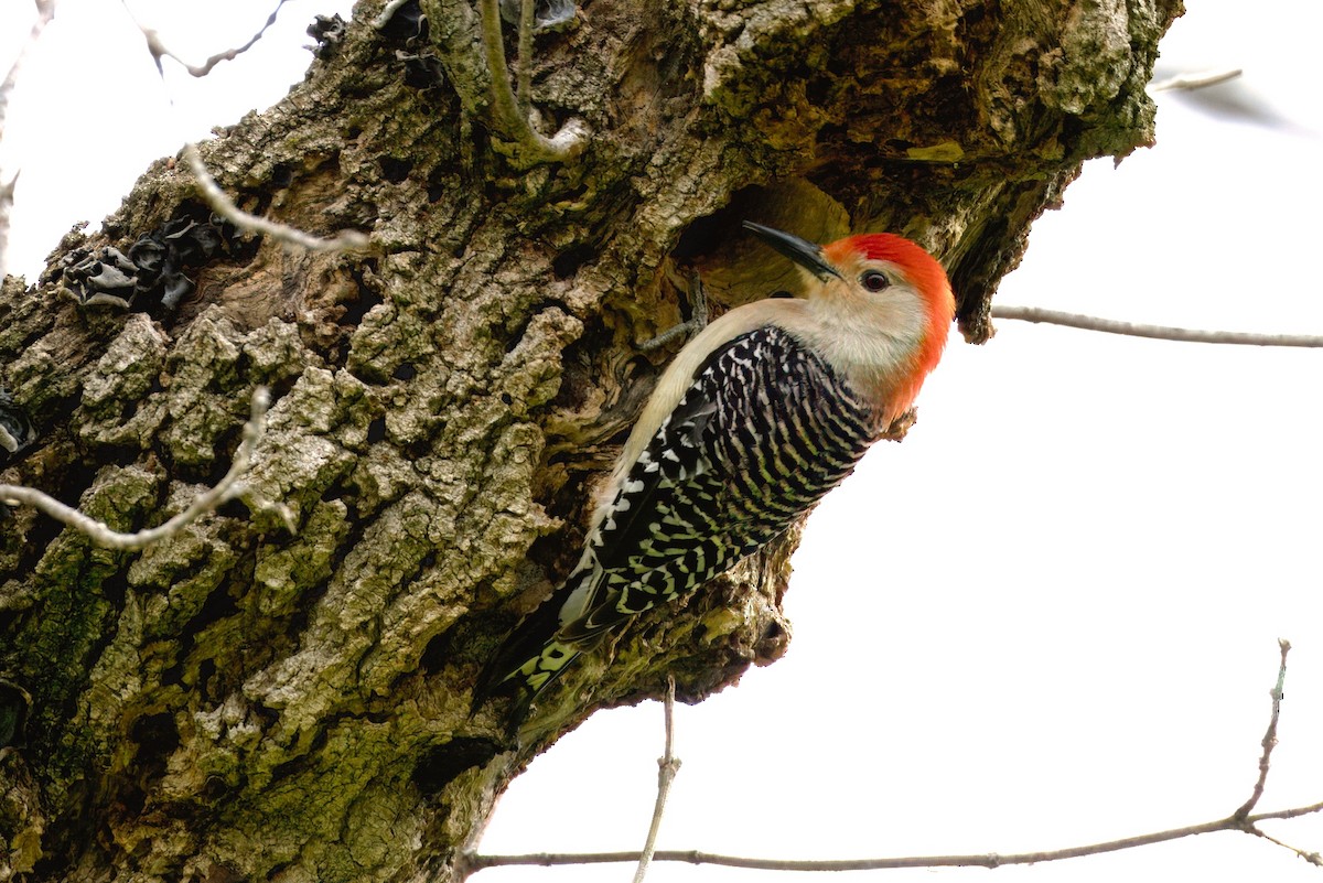 Red-bellied Woodpecker - ML618039027