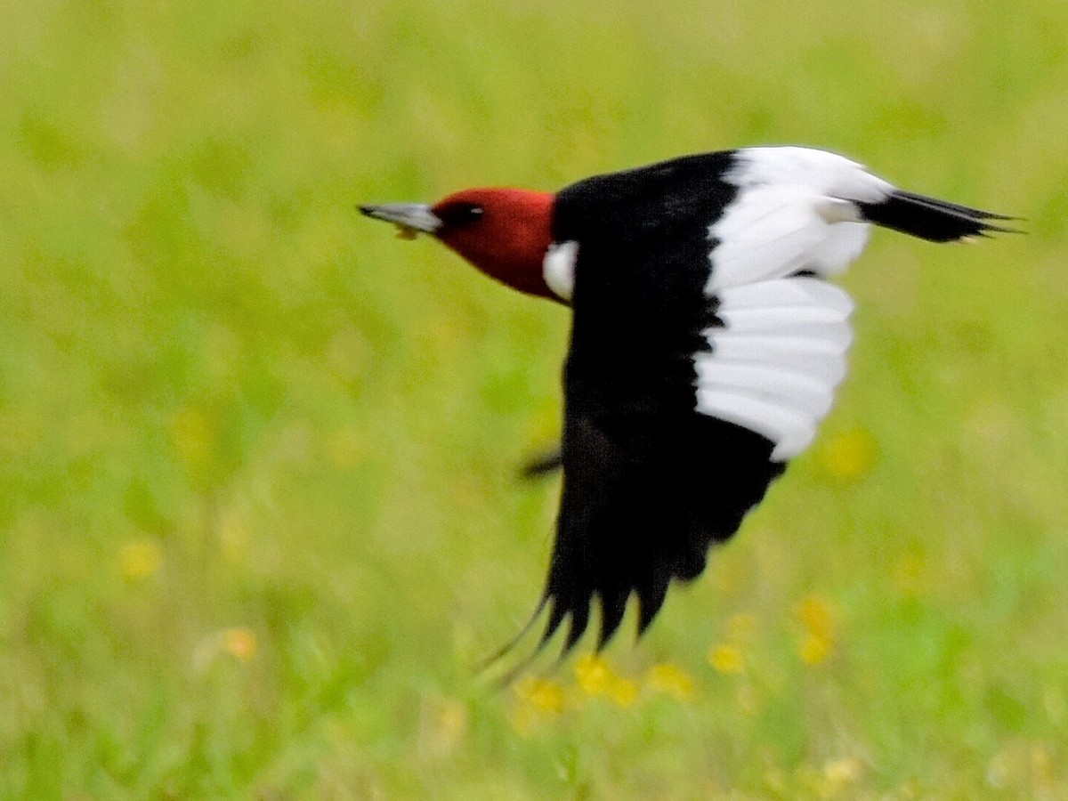 Red-headed Woodpecker - ML618039030