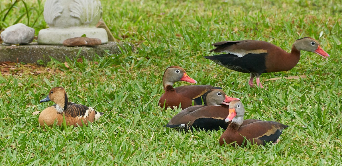 Fulvous Whistling-Duck - ML618039052