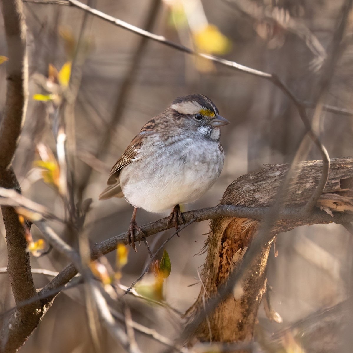 White-throated Sparrow - Julie Paquette