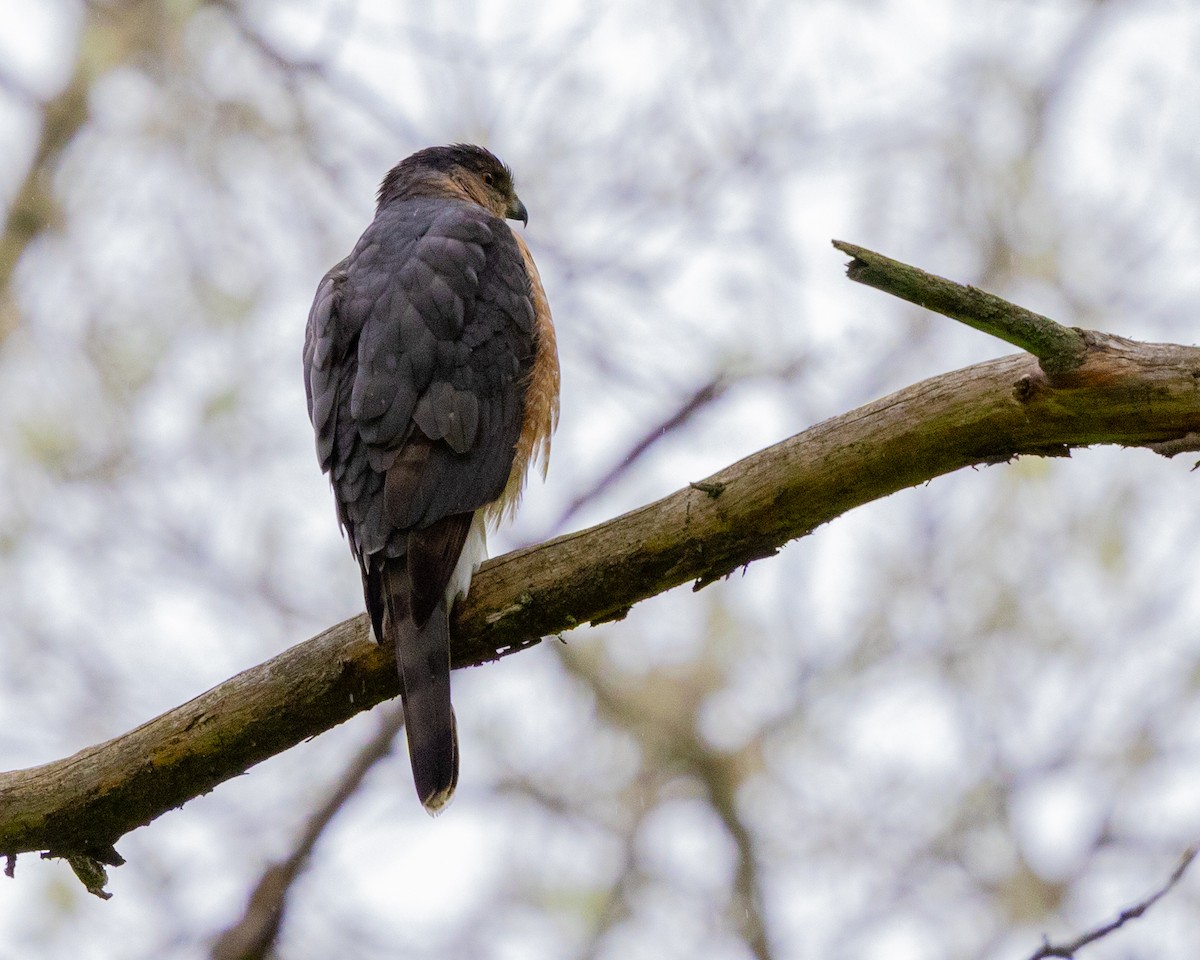 Cooper's Hawk - Dixie Sommers