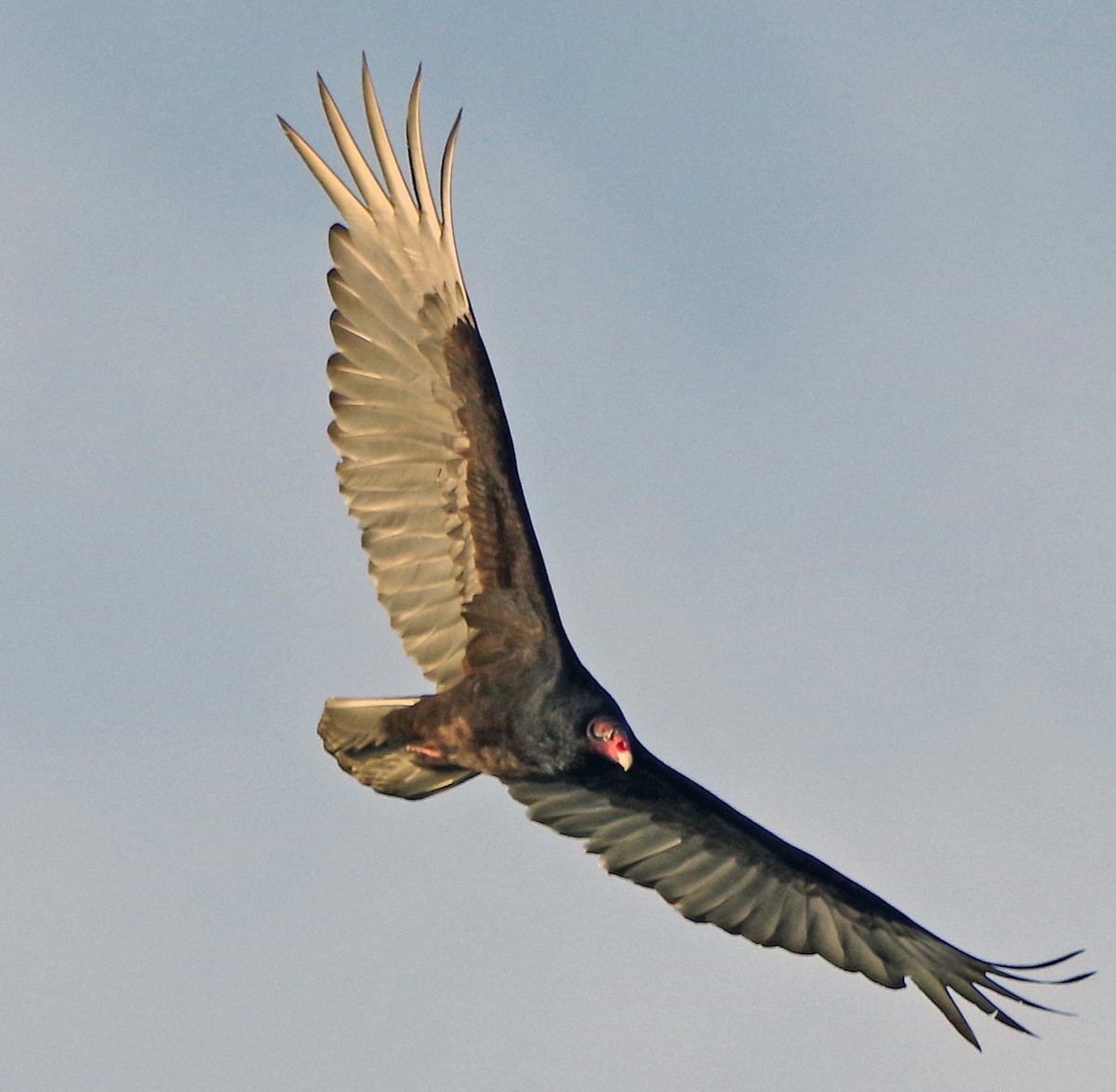 Turkey Vulture - Bill Winkler
