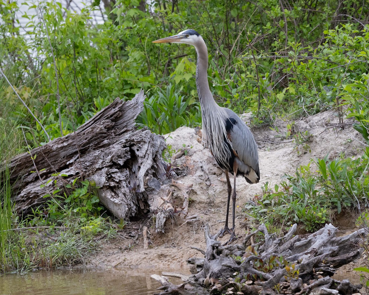 Great Blue Heron - Dixie Sommers