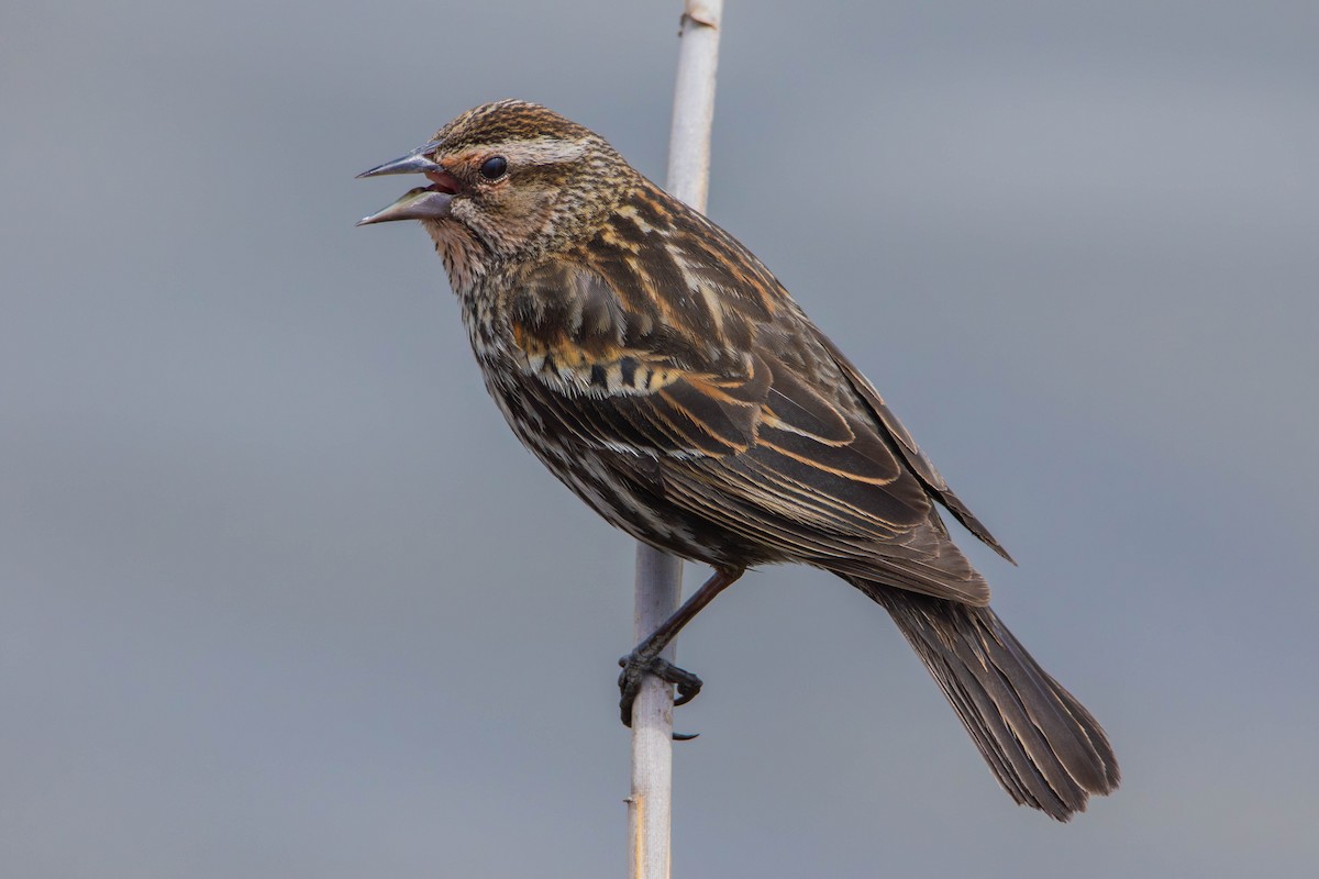 Red-winged Blackbird (Red-winged) - ML618039111