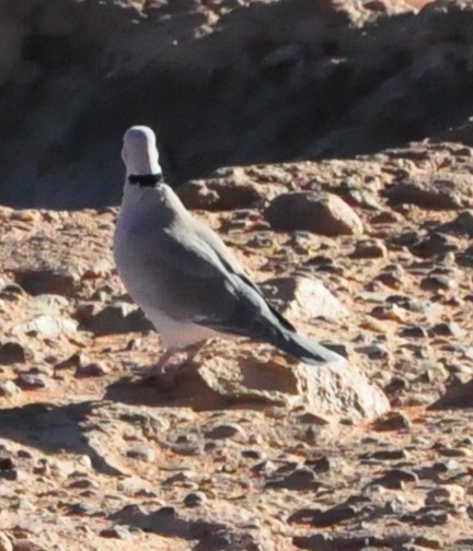 Ring-necked Dove - ML618039136