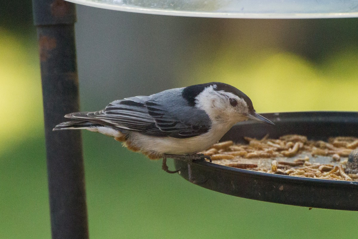 White-breasted Nuthatch - ML618039175
