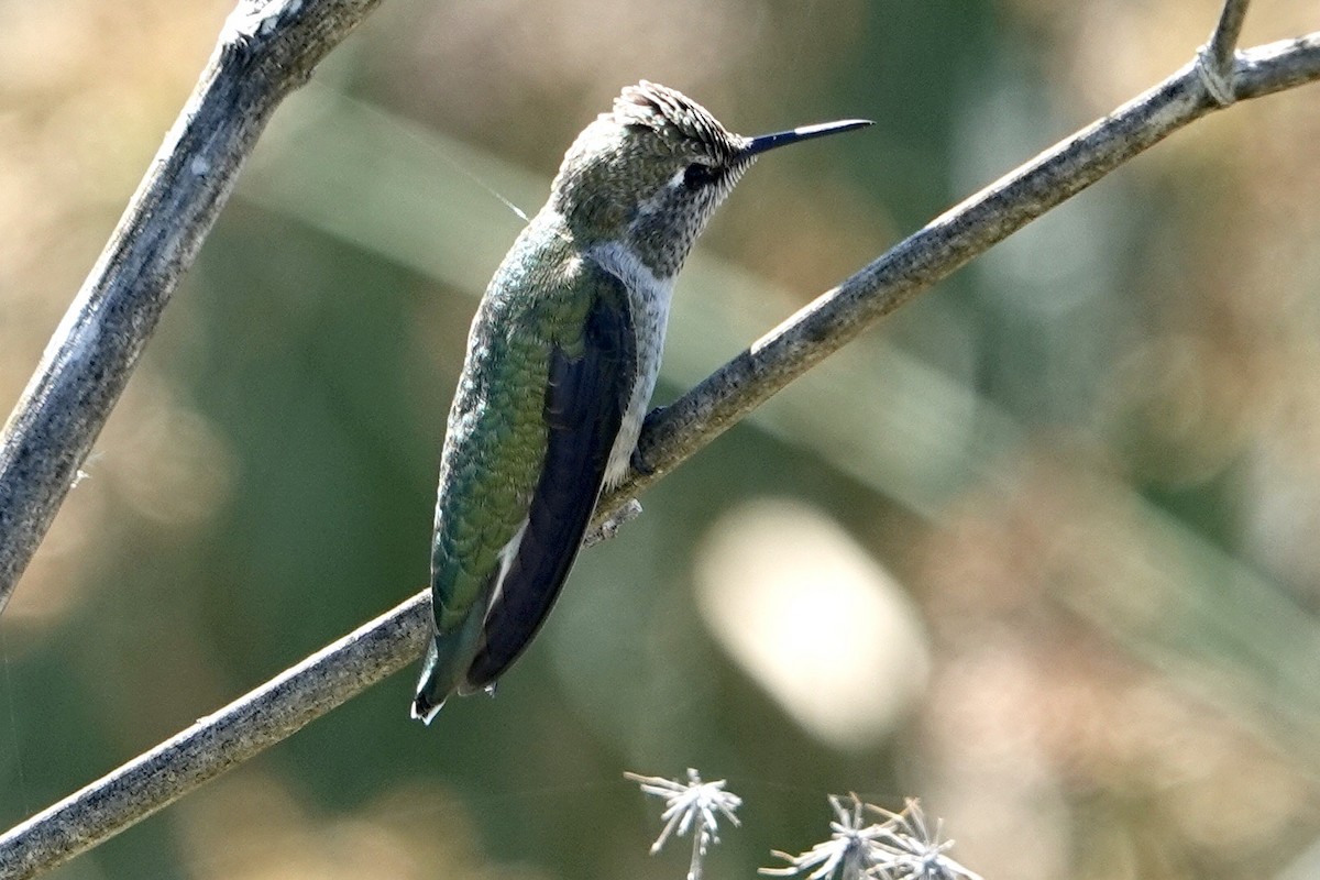 Anna's Hummingbird - ML618039218