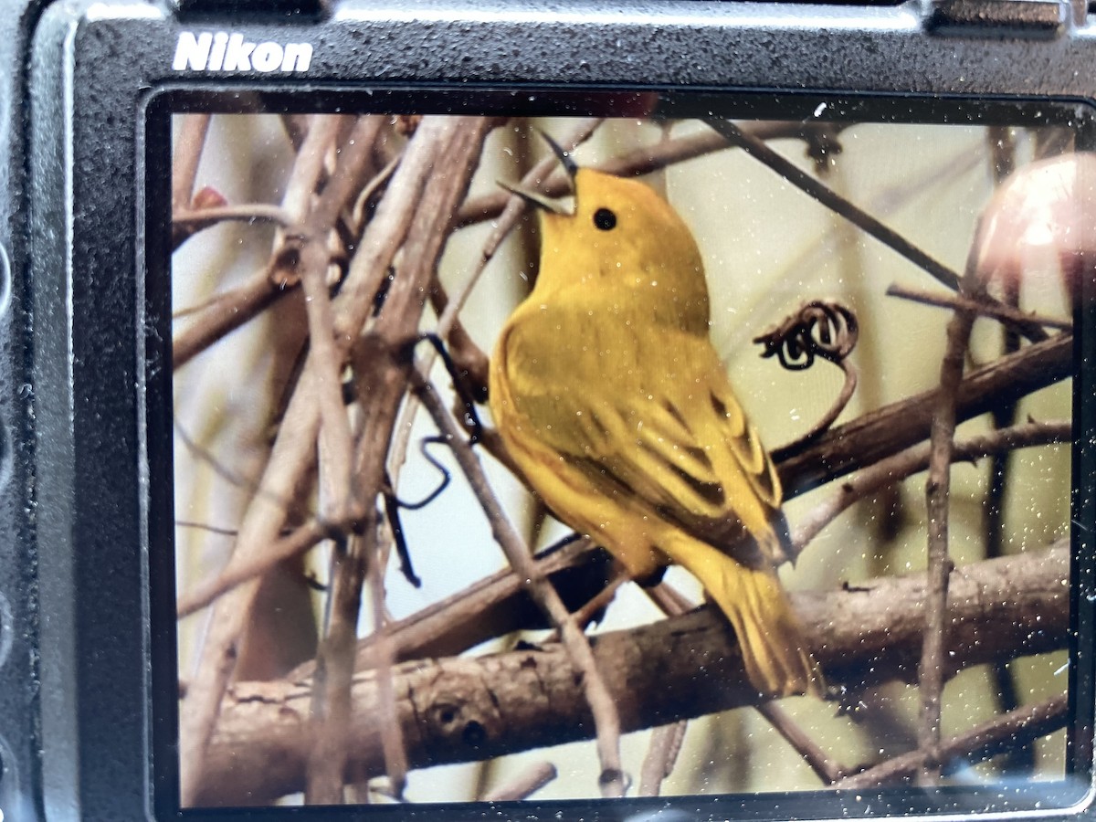Yellow Warbler - ML618039219