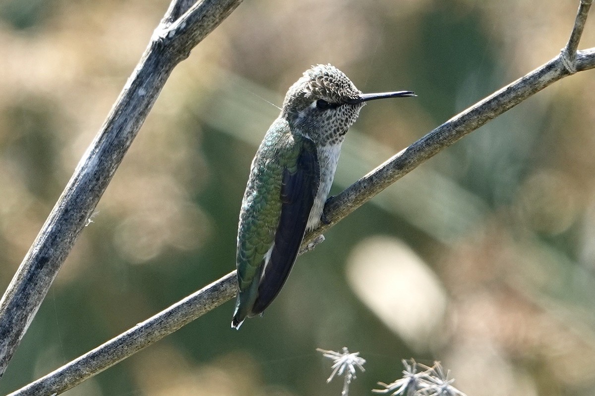 Anna's Hummingbird - ML618039220
