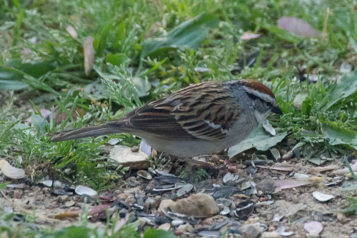 Chipping Sparrow - Stella Tea