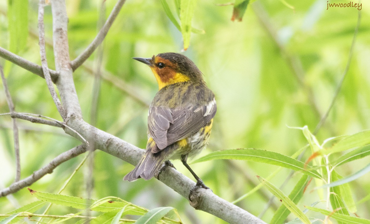 Cape May Warbler - Janey Woodley