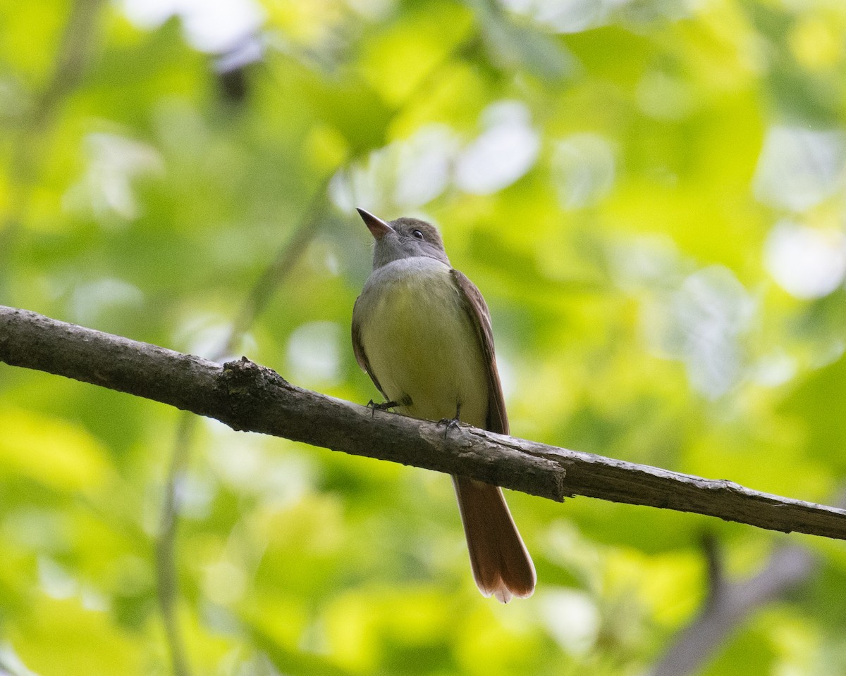 Great Crested Flycatcher - ML618039268