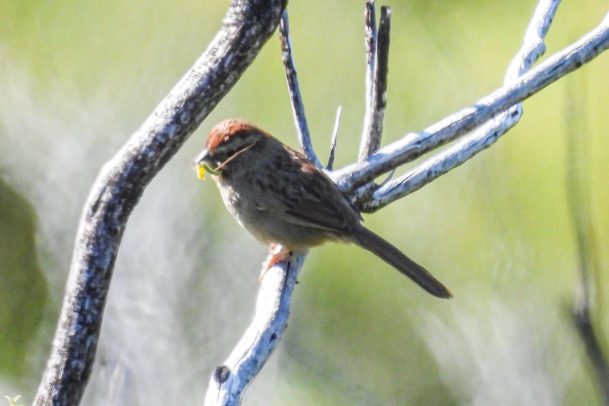 Rufous-crowned Sparrow - John Mueller