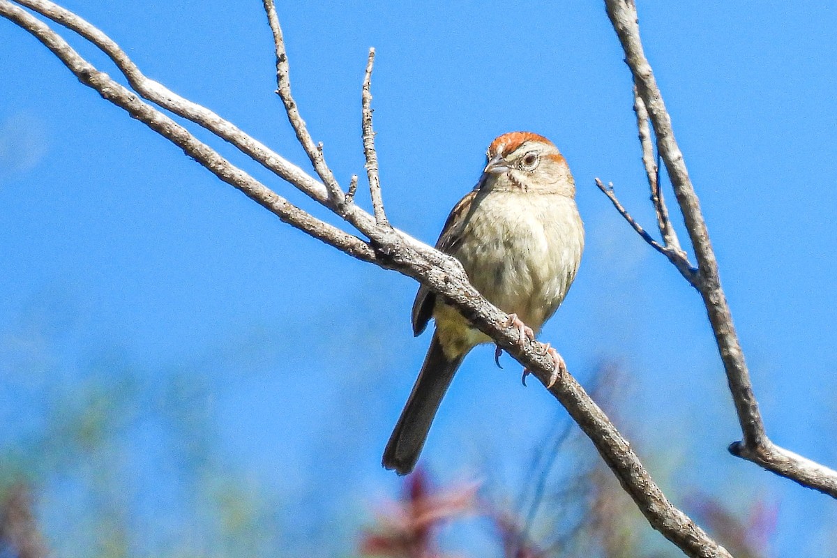 Rufous-crowned Sparrow - ML618039275