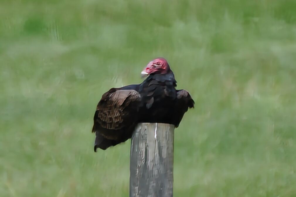 Turkey Vulture - David Argent