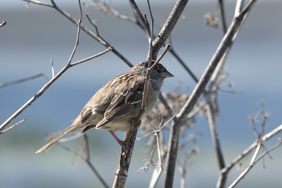 Golden-crowned Sparrow - Alena Capek