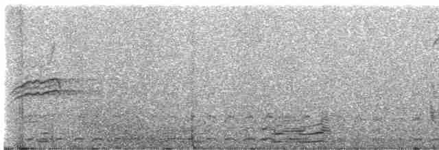 Дрізд-короткодзьоб плямистоволий - ML618039344
