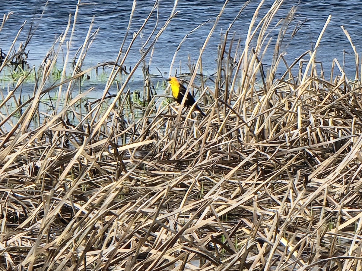 Yellow-headed Blackbird - ML618039389