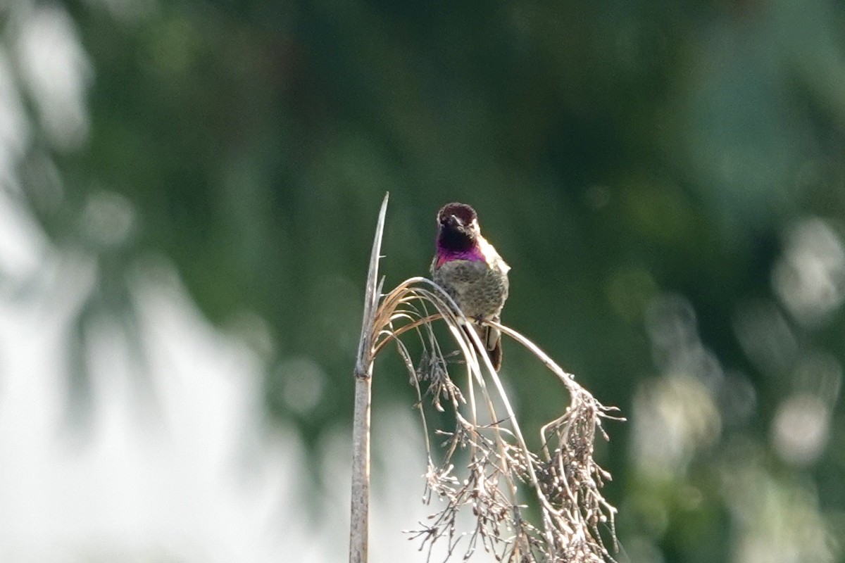 Anna's Hummingbird - ML618039410
