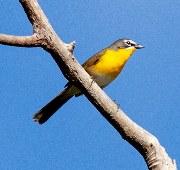 Yellow-breasted Chat - Steve Gellman