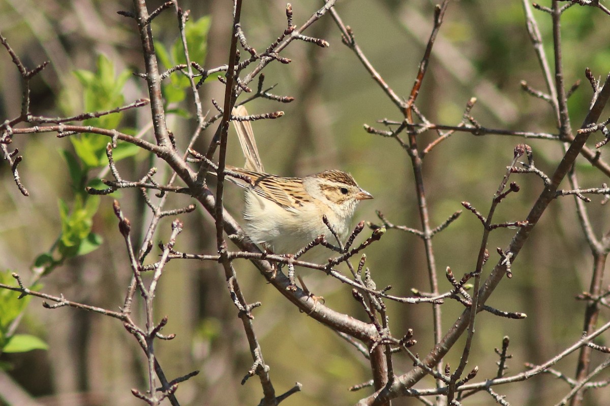 Clay-colored Sparrow - ML618039420