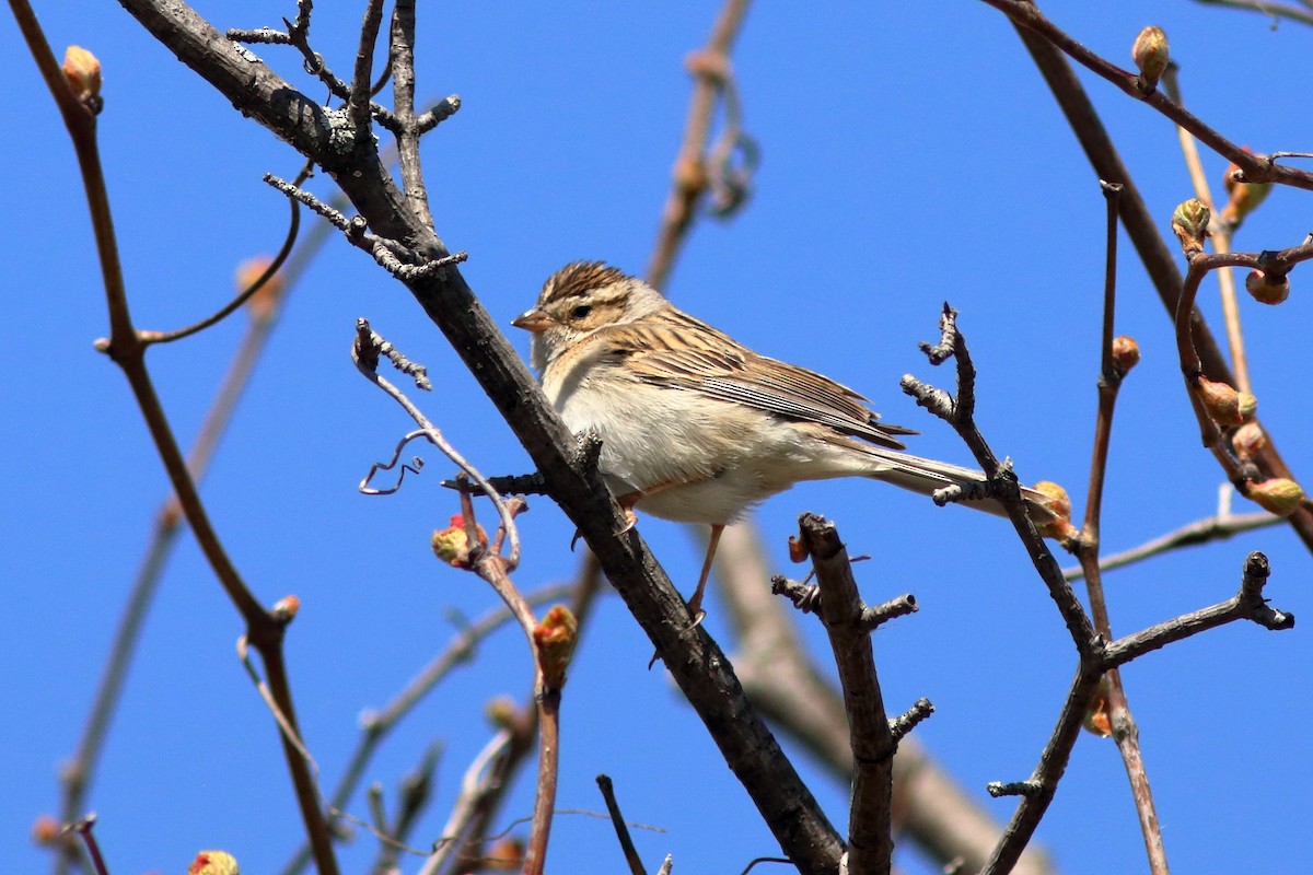 Clay-colored Sparrow - ML618039422
