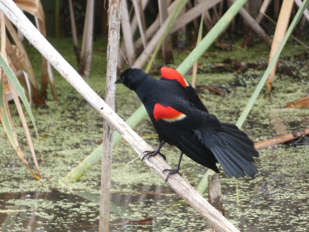 Red-winged Blackbird - Kirra Loves Cats