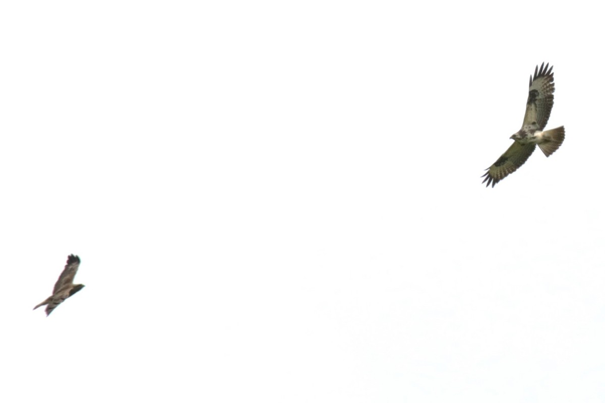 Common Buzzard - Jan Roedolf