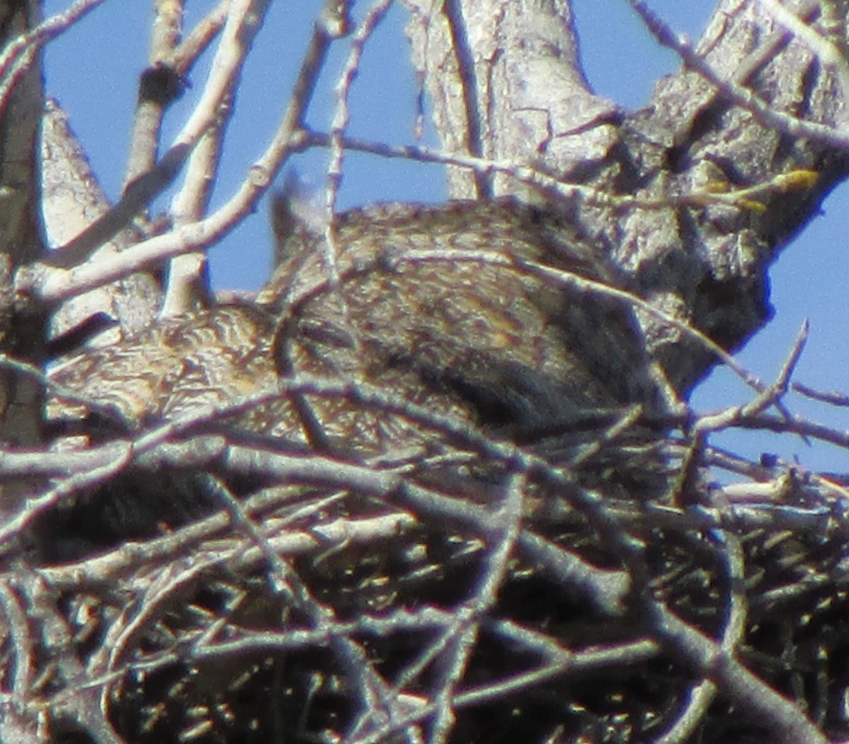 Great Horned Owl - ML618039446