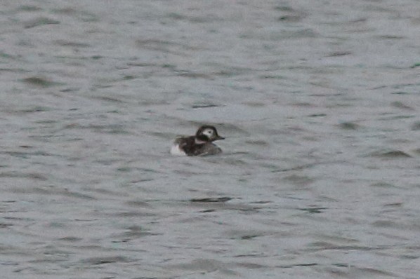 Long-tailed Duck - ML618039449