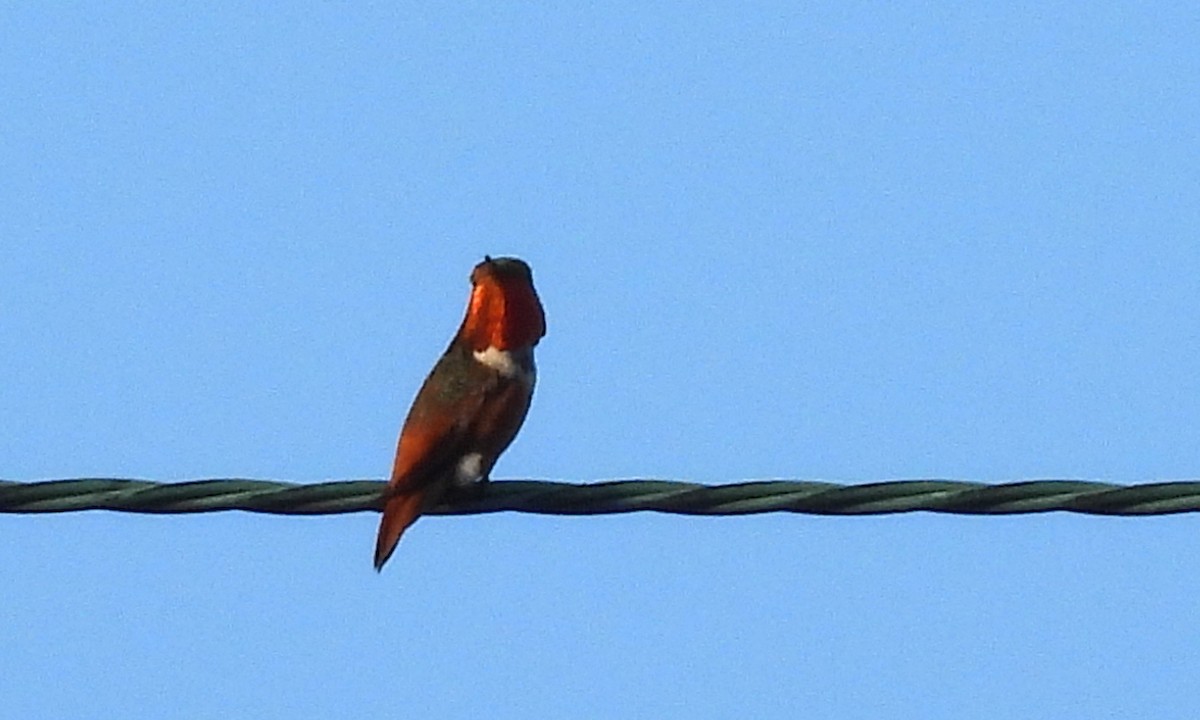 Allen's Hummingbird - ML618039471