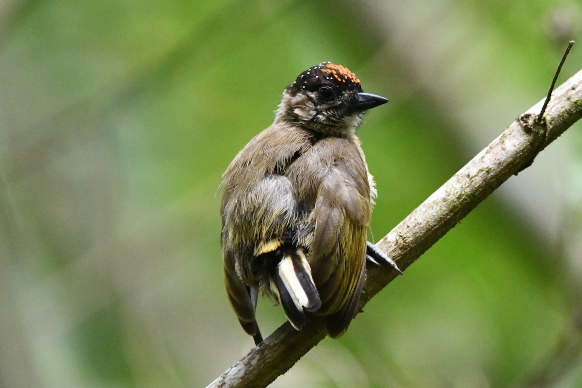 Olivaceous Piculet - ML618039539