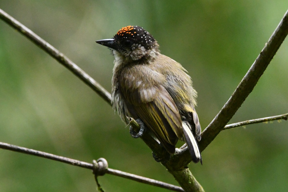 Olivaceous Piculet - ML618039540