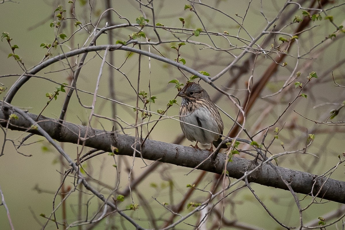 Lincoln's Sparrow - Joey Reichhoff