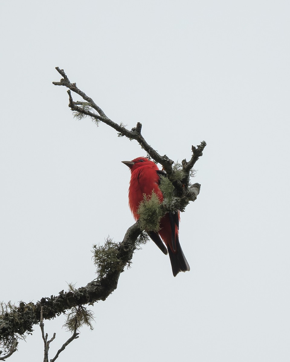 Scarlet Tanager - ML618039651