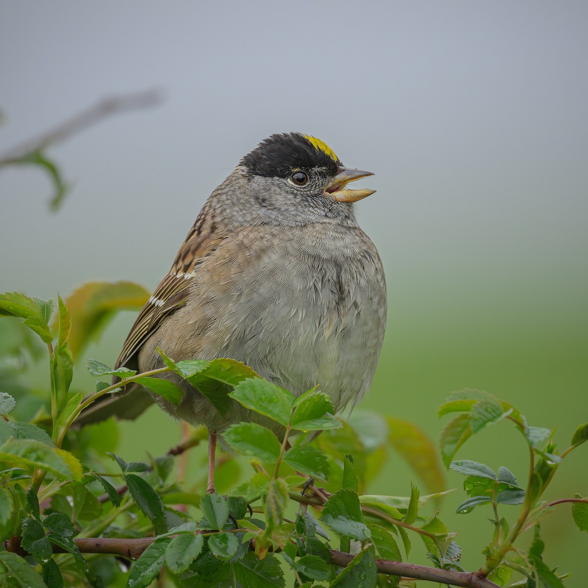 Golden-crowned Sparrow - ML618039659