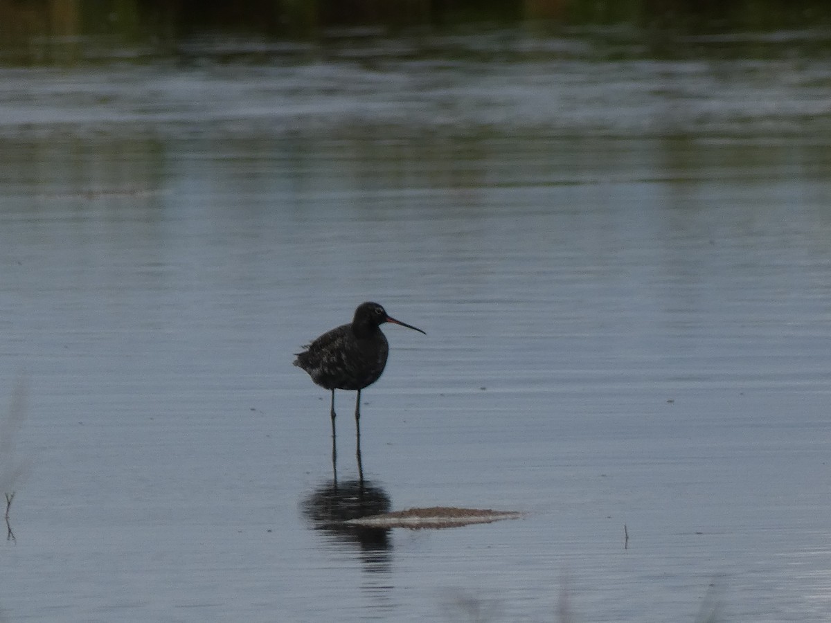 Spotted Redshank - ML618039673