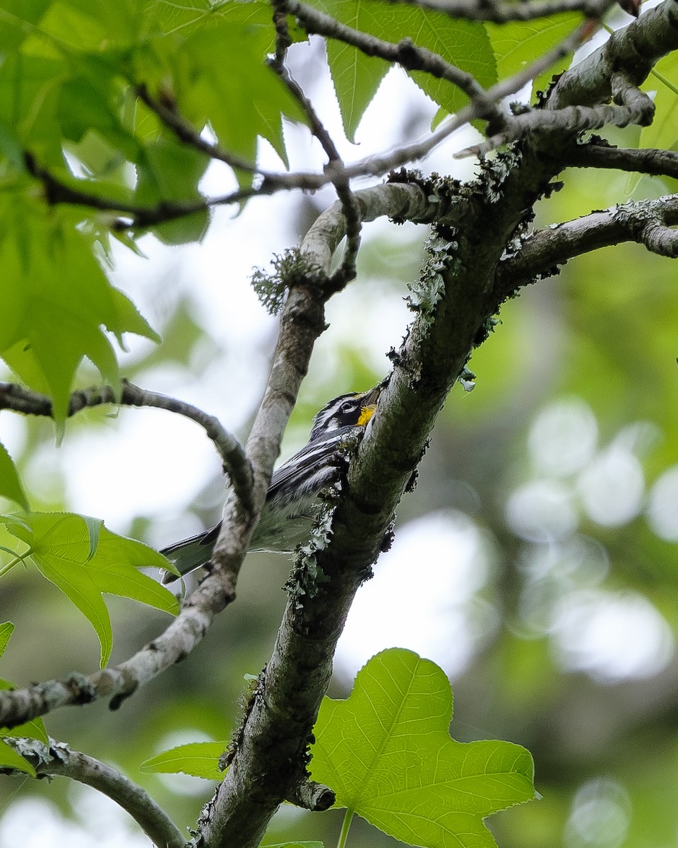 Yellow-throated Warbler - ML618039689