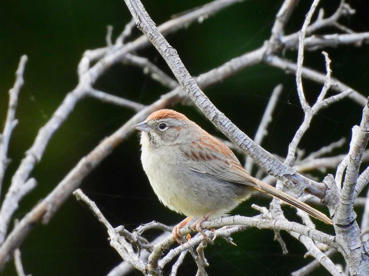 Rufous-crowned Sparrow - ML618039696