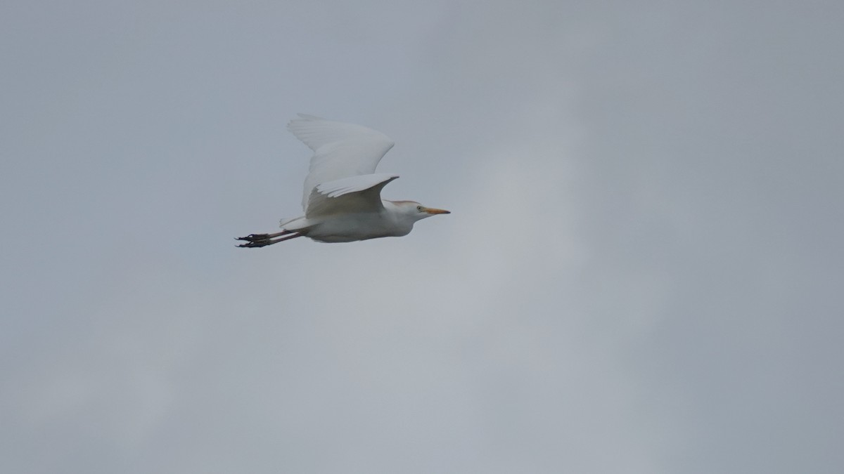 Western Cattle Egret - Barry Day