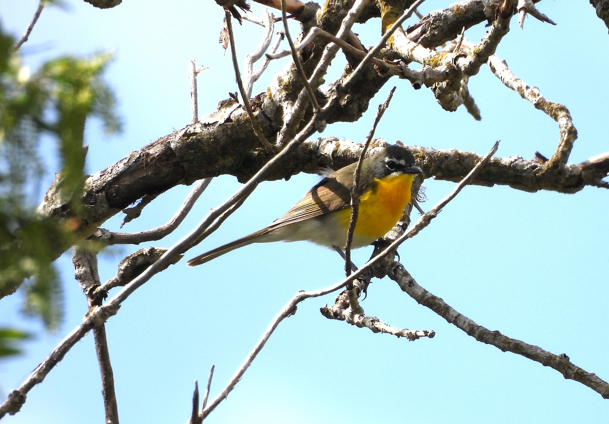 Yellow-breasted Chat - ML618039708